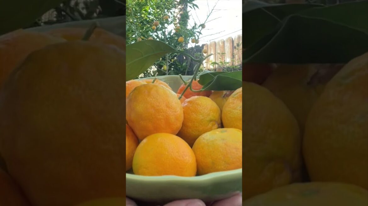 Winter Gardening in California 🌱🍊 #shorts #gardening #california #losangeles #harvest #gardenharvest