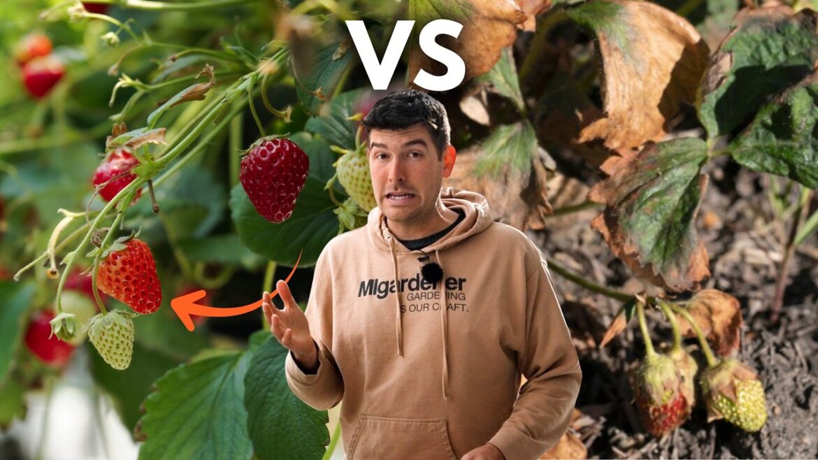 Overwinter Your Container Plants Without KILLING Them