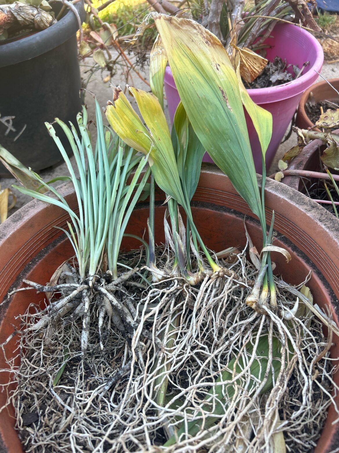 Any idea what this plant is? Bought at an auction. I can’t tell if the left is a weed or a young version