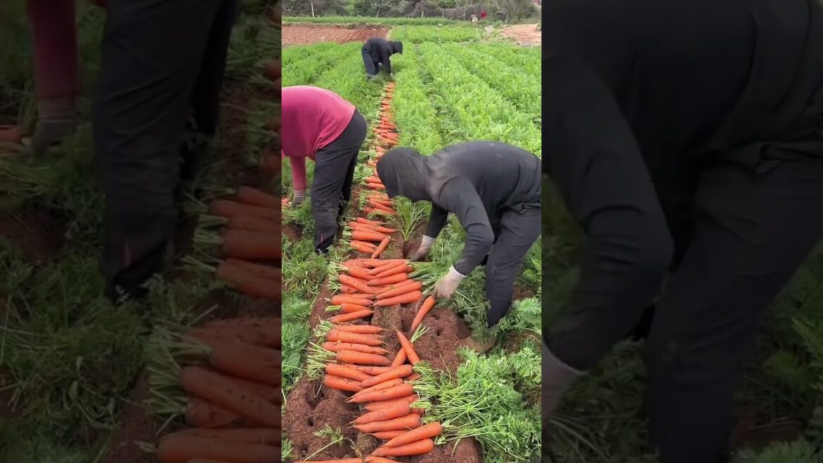 The carrots are in #work #village #plant#vegetables#veggies
