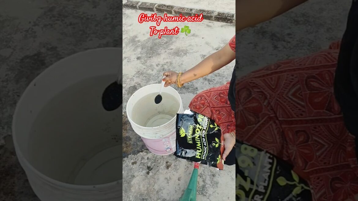 how to give humic acid to plants โ๏ธ๐ต#shorts#ytshorts#garden #ghargarden how to give humic acid to plants โ๏ธ๐ต#shorts#ytshorts#garden #ghargarden