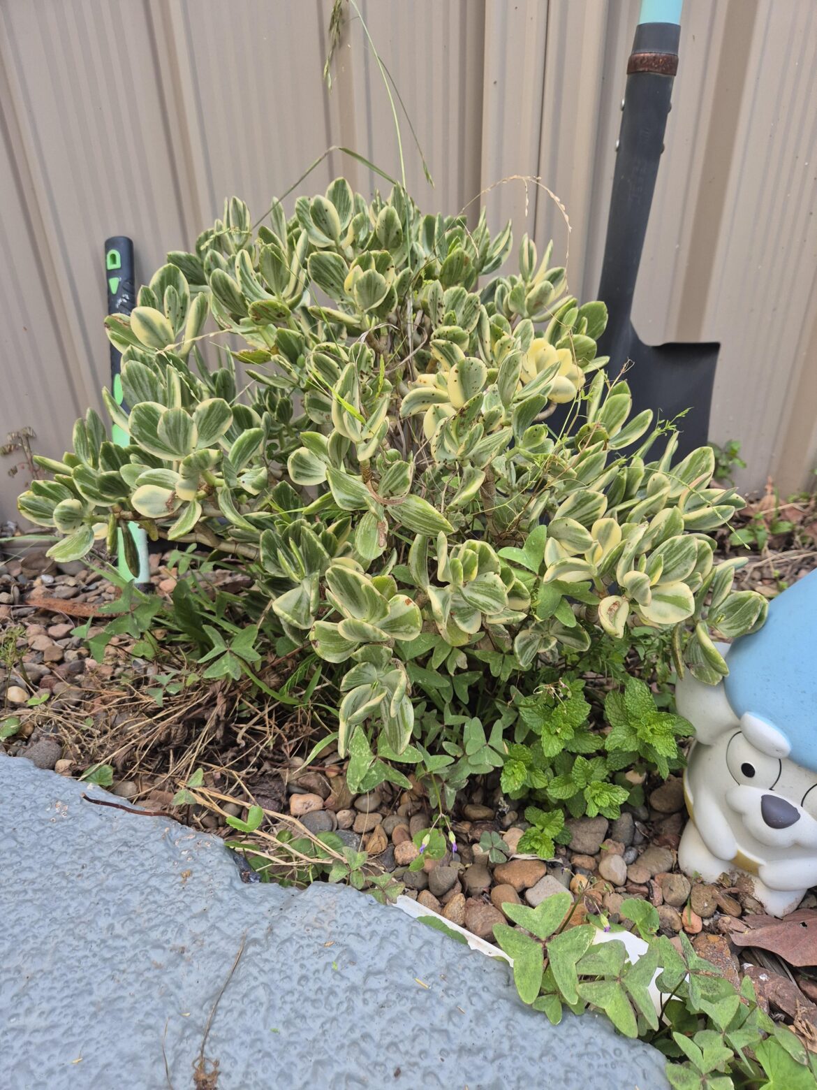 Threw my dying varigated jade out behind my garden shed 2 years ago, long behold it never died.