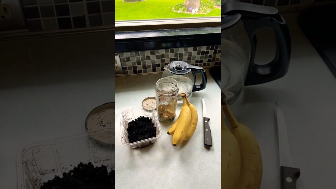All Natural Fertilizer /​⁠@northernflavour #gardenshorts #containergardening #naturalfertilizer
