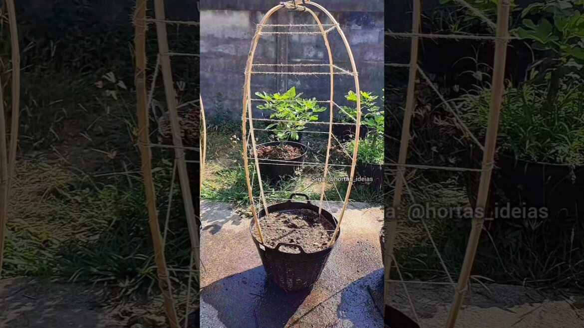 Treliça para horta  #horta #hortaemcasa #hortaorganica