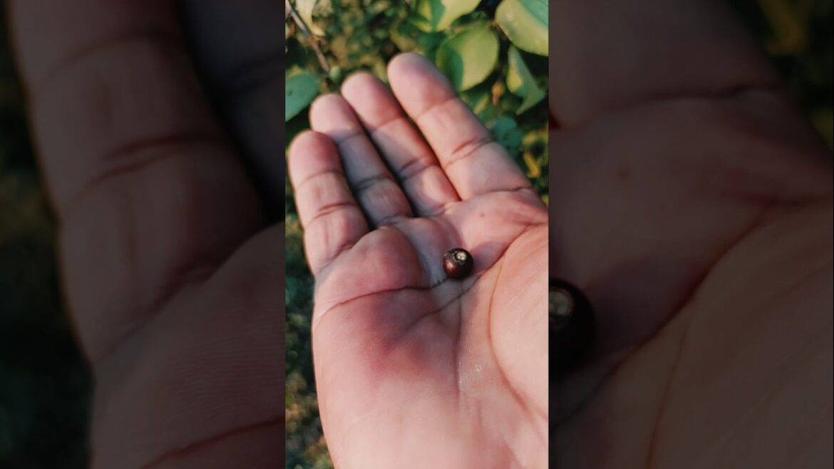 "Falsa" sweet fruit in my garden #shorts