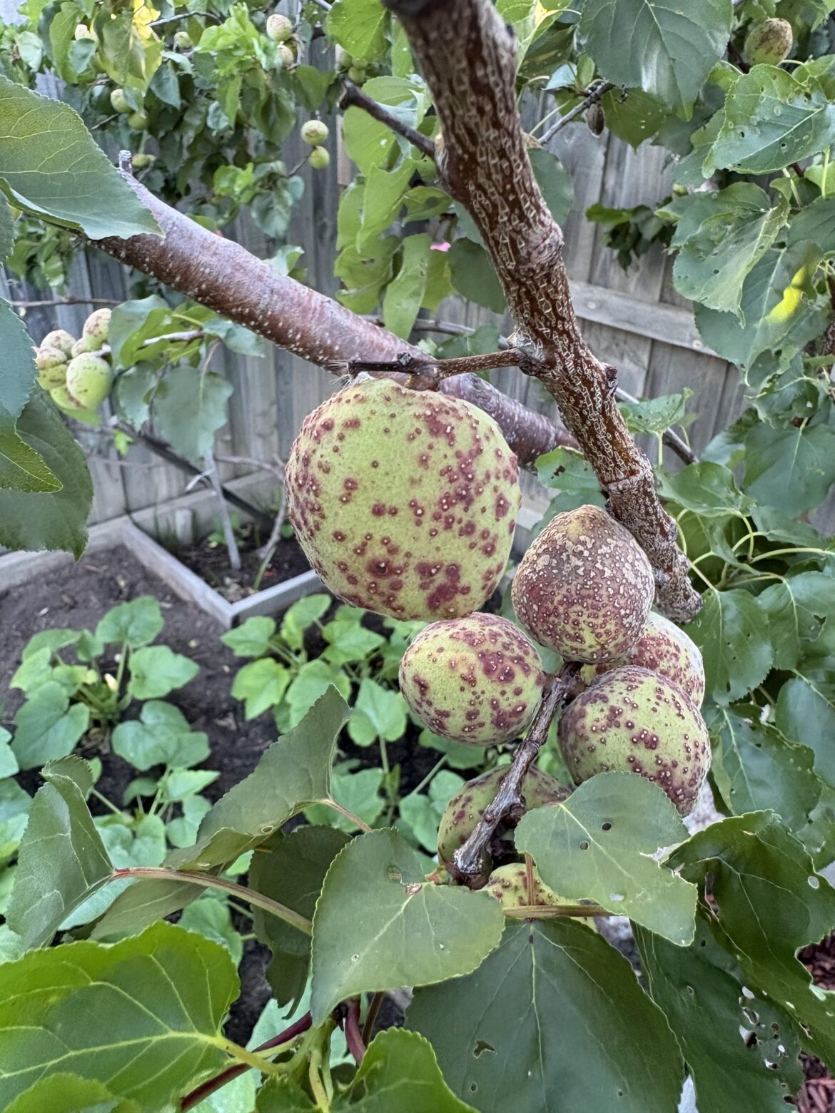 What’s wrong with my apricots, and how can I help it?