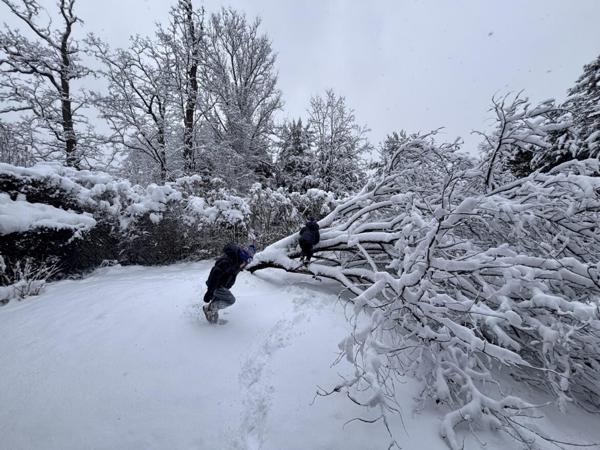 Kids Knocked Down Tree