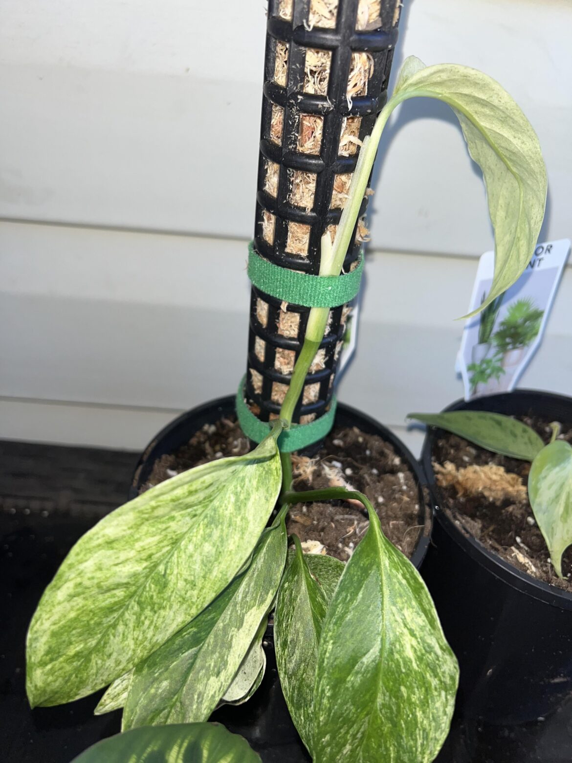 monstera laniata variegata?