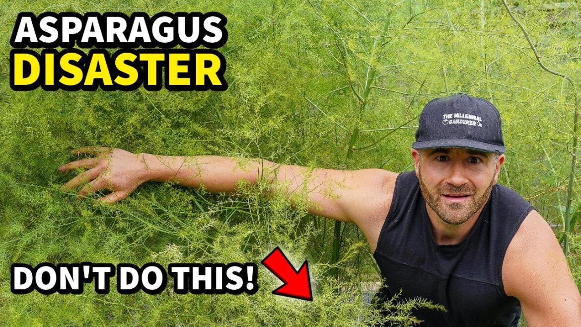I Made A DUMB Mistake Planting Asparagus: Do THIS Instead