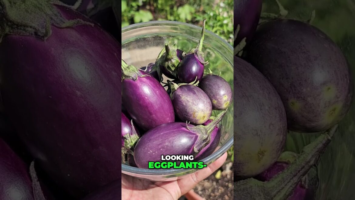 Eggplant Harvest Surprise (Fall Patio Garden!) #shorts
