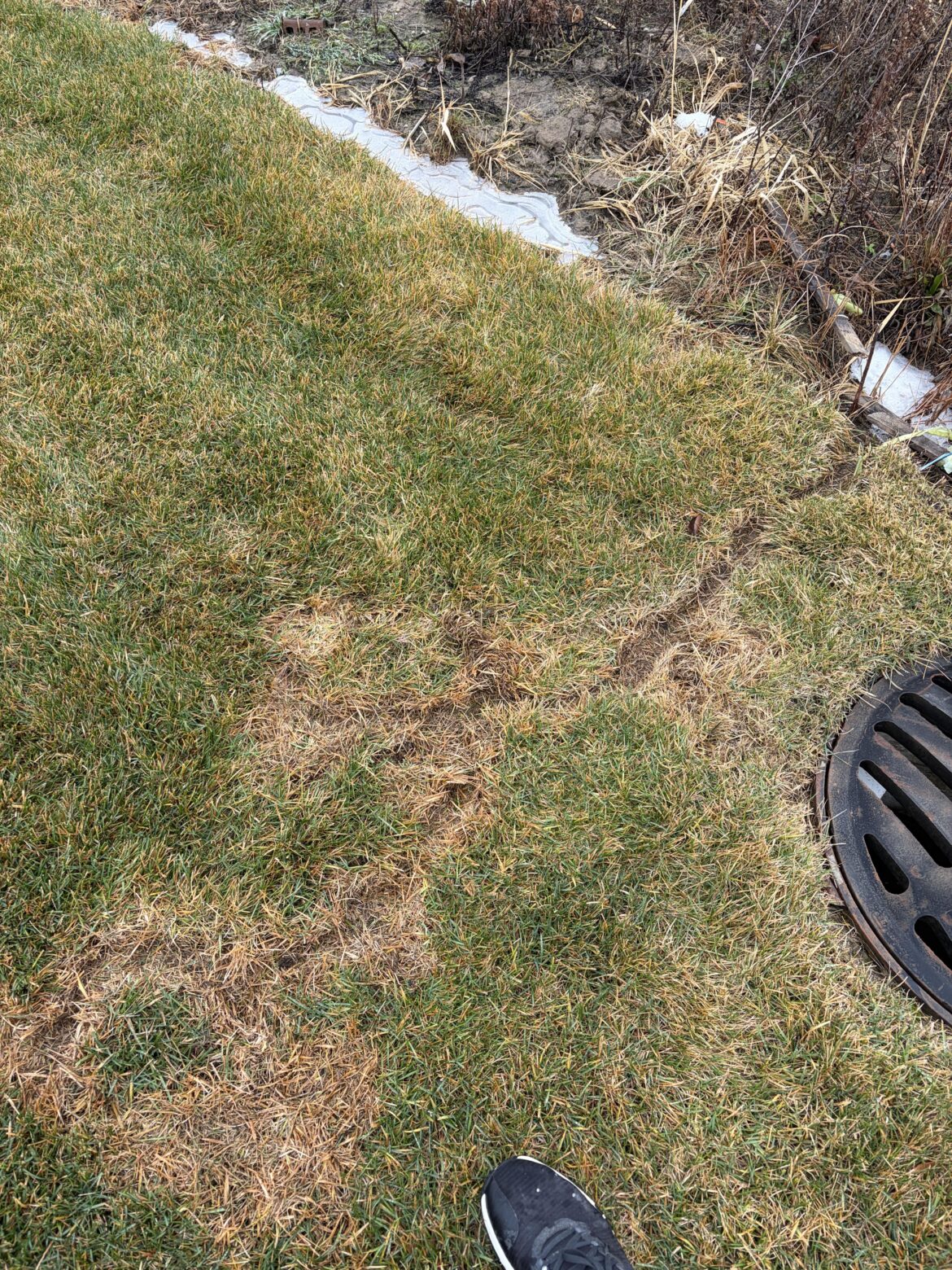 What are these dry cracks? (SE Michigan)
