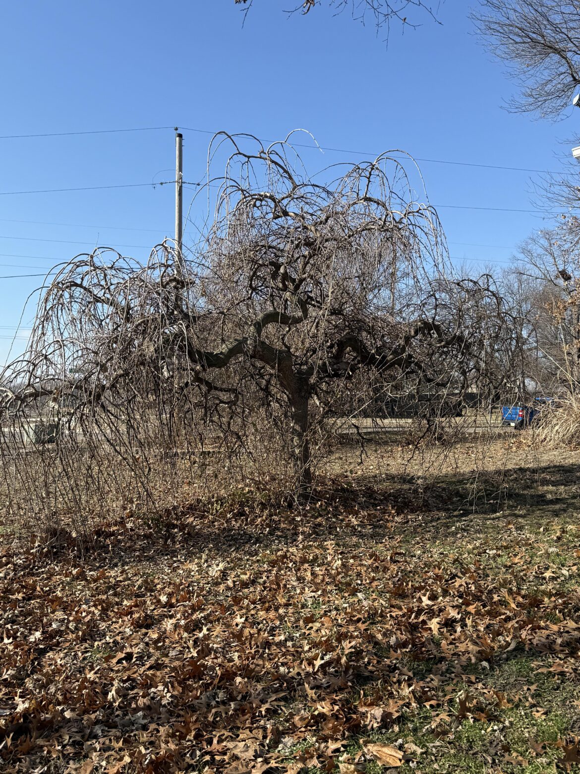 What is this and what do I do to propagate it?
