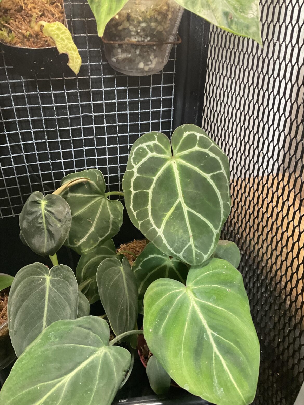 What wrong with my anthurium.