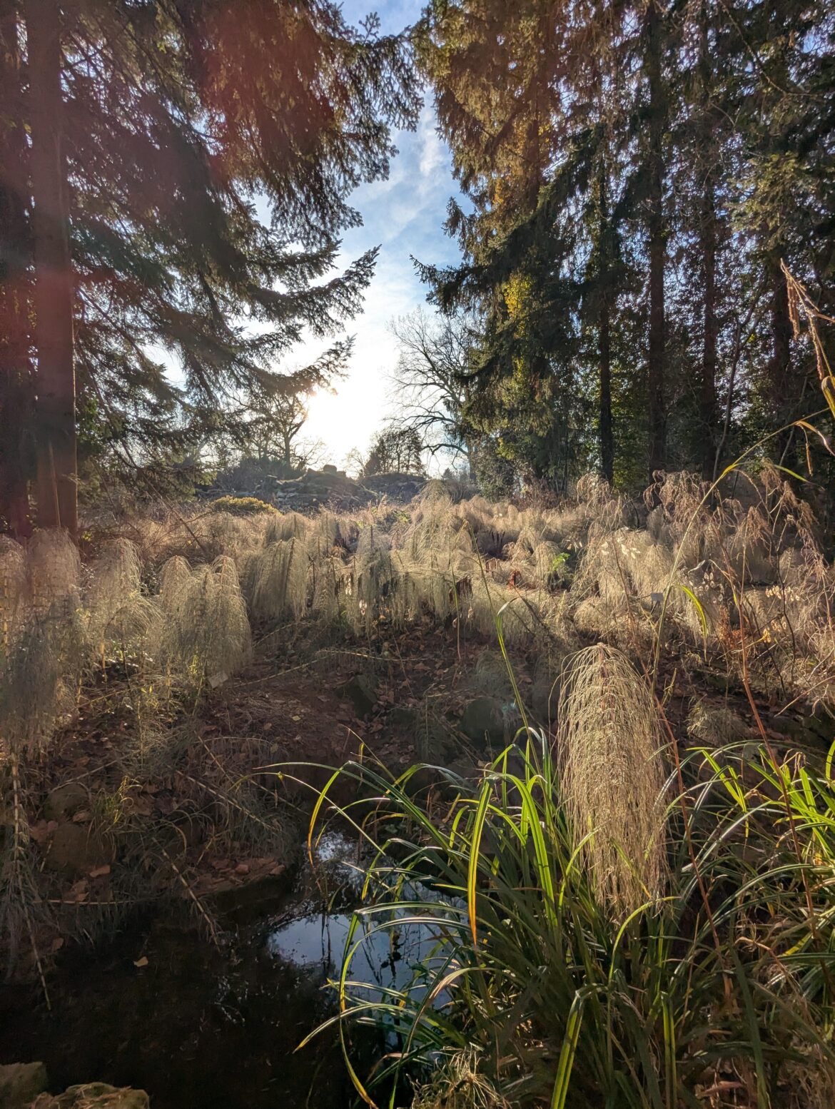 Grass like plants in the Berlin botanical gardens during winter