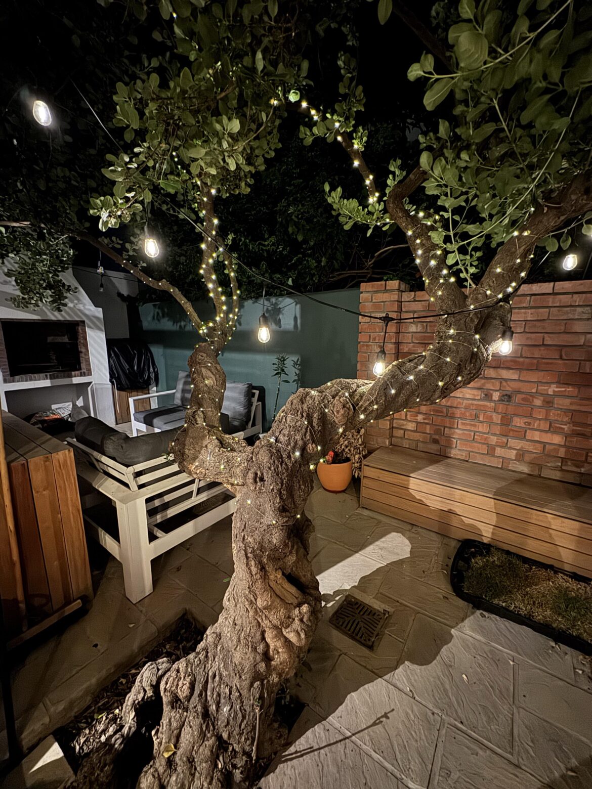 Watering a 100+ year old coprosma