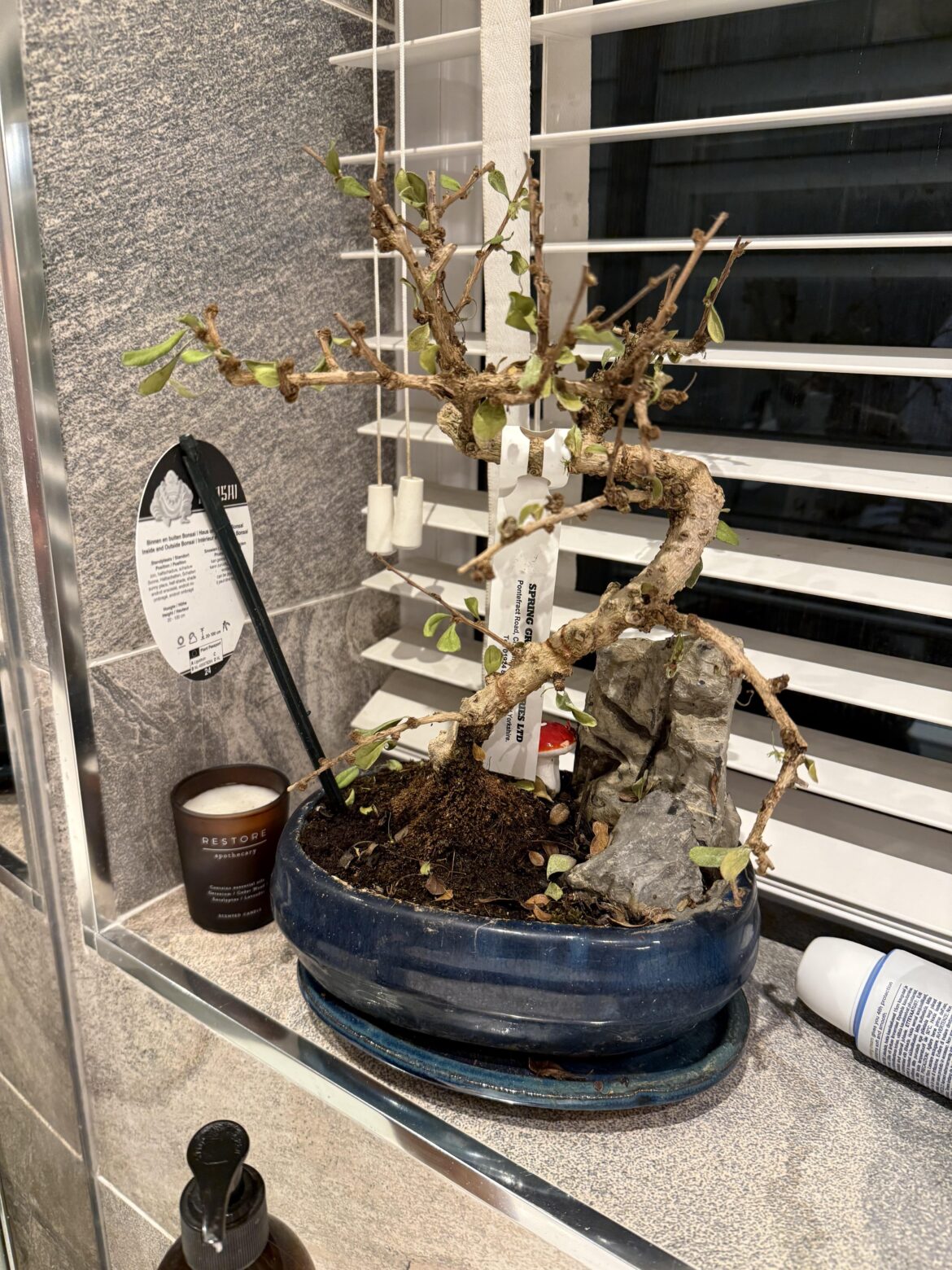 Hello! My friends mum got him a bonsai tree but didn’t look after it while it was in her care, what can we do for it as its a lovely tree when it has all its leaves Hello! My friends mum got him a bonsai tree but didn't look after it while it was in her care, what can we do for it as its a lovely tree when it has all its leaves