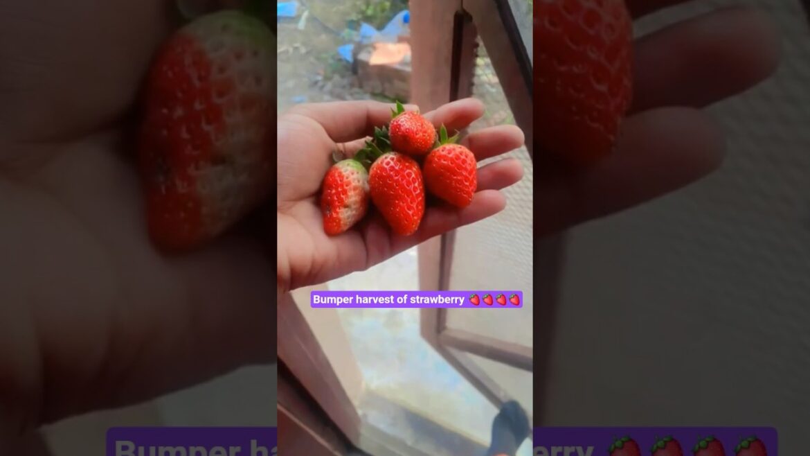 🍓🍓strawberry plants 🤩   #shorts #gardeningideas #gardening