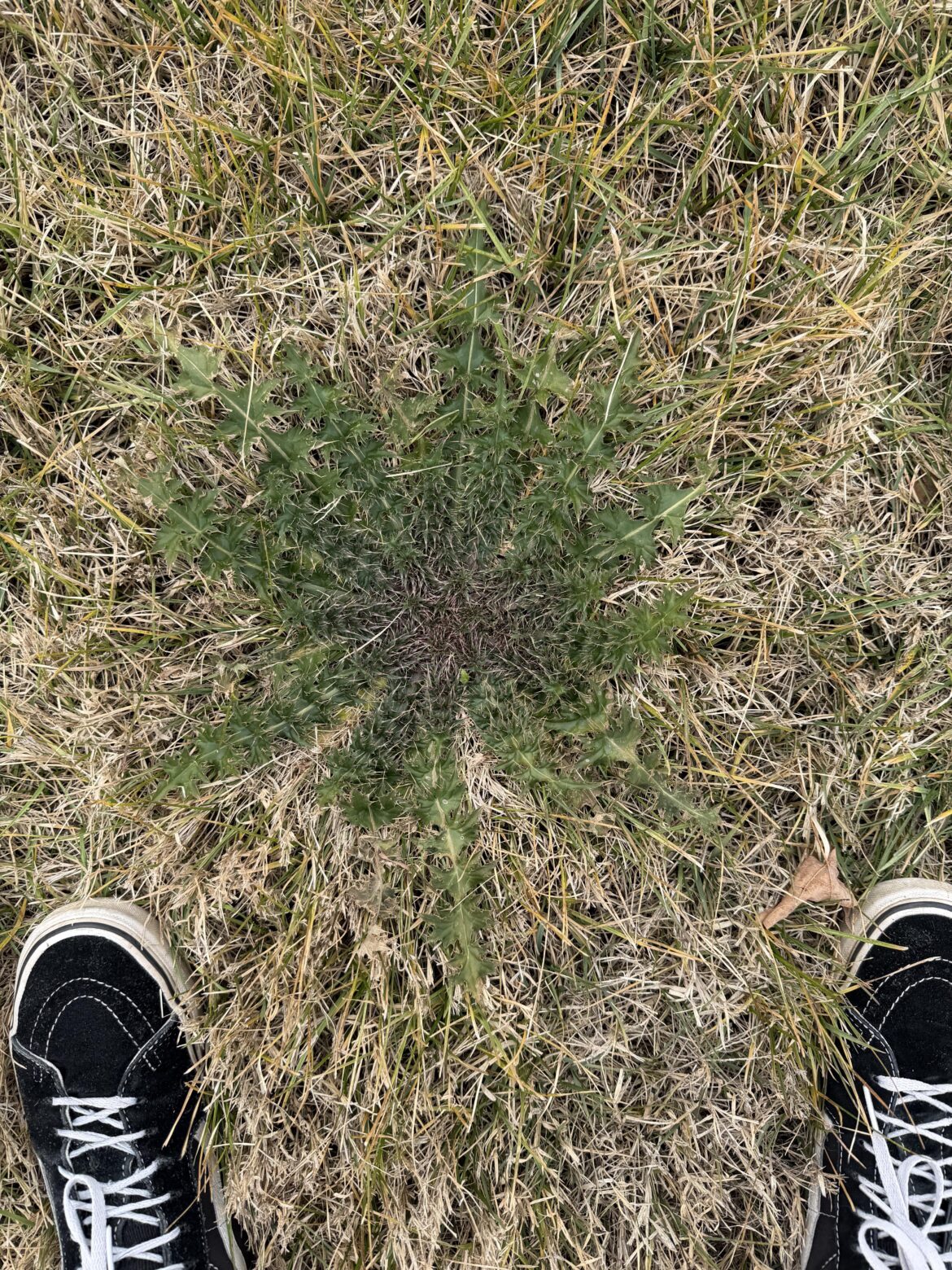 Thorns/needles in yard?