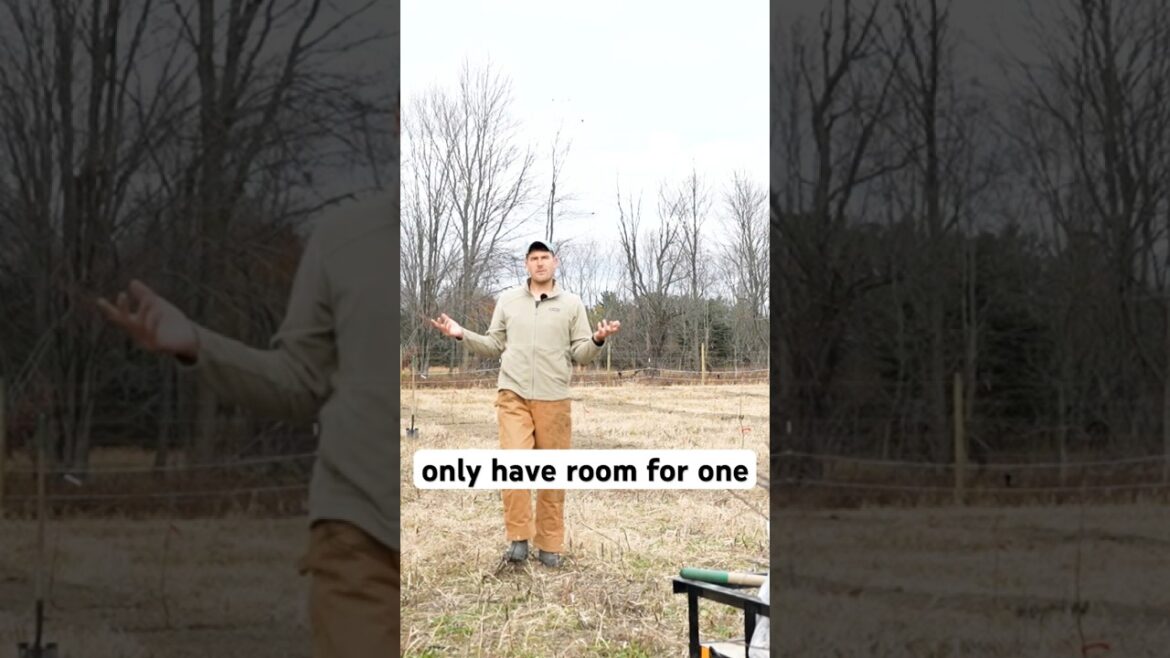 Do You REALLY Need More Than One Fruit Tree to Get A Harvest? #garden #gardening