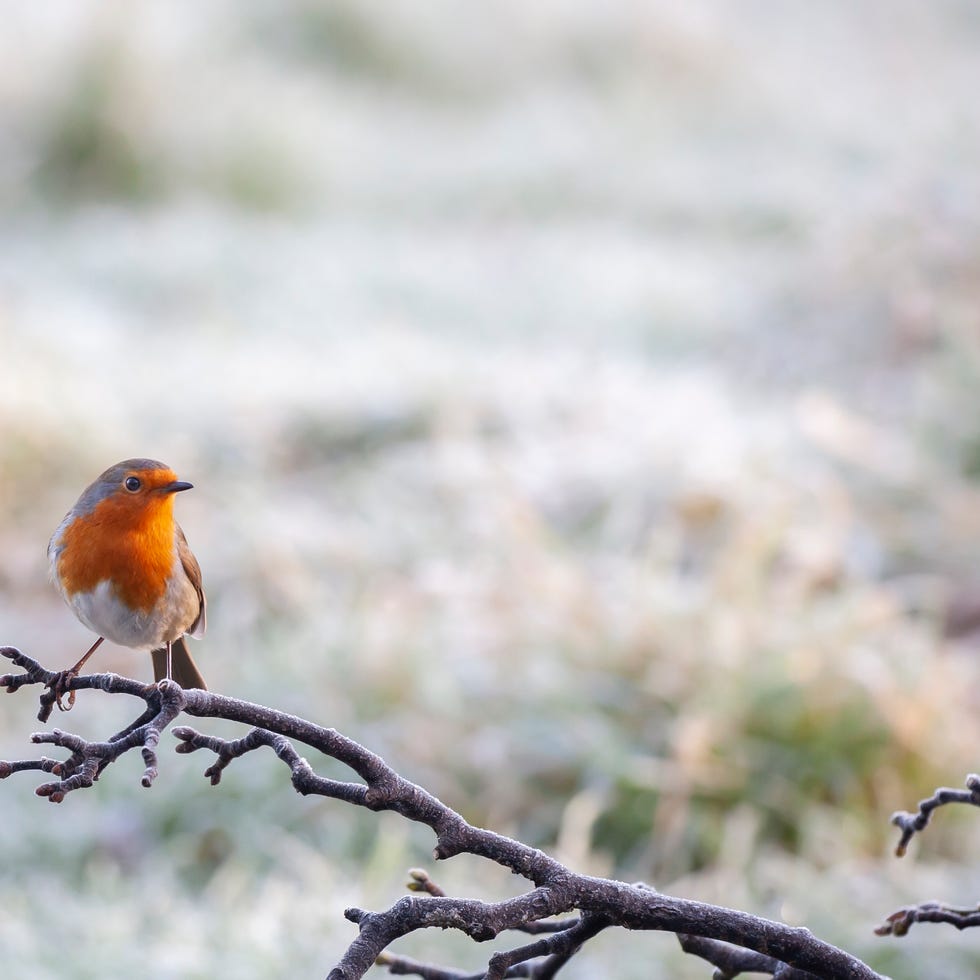 a european robin, erithacus rubecula, perching on a frosty branch with a defocussed snowy background.