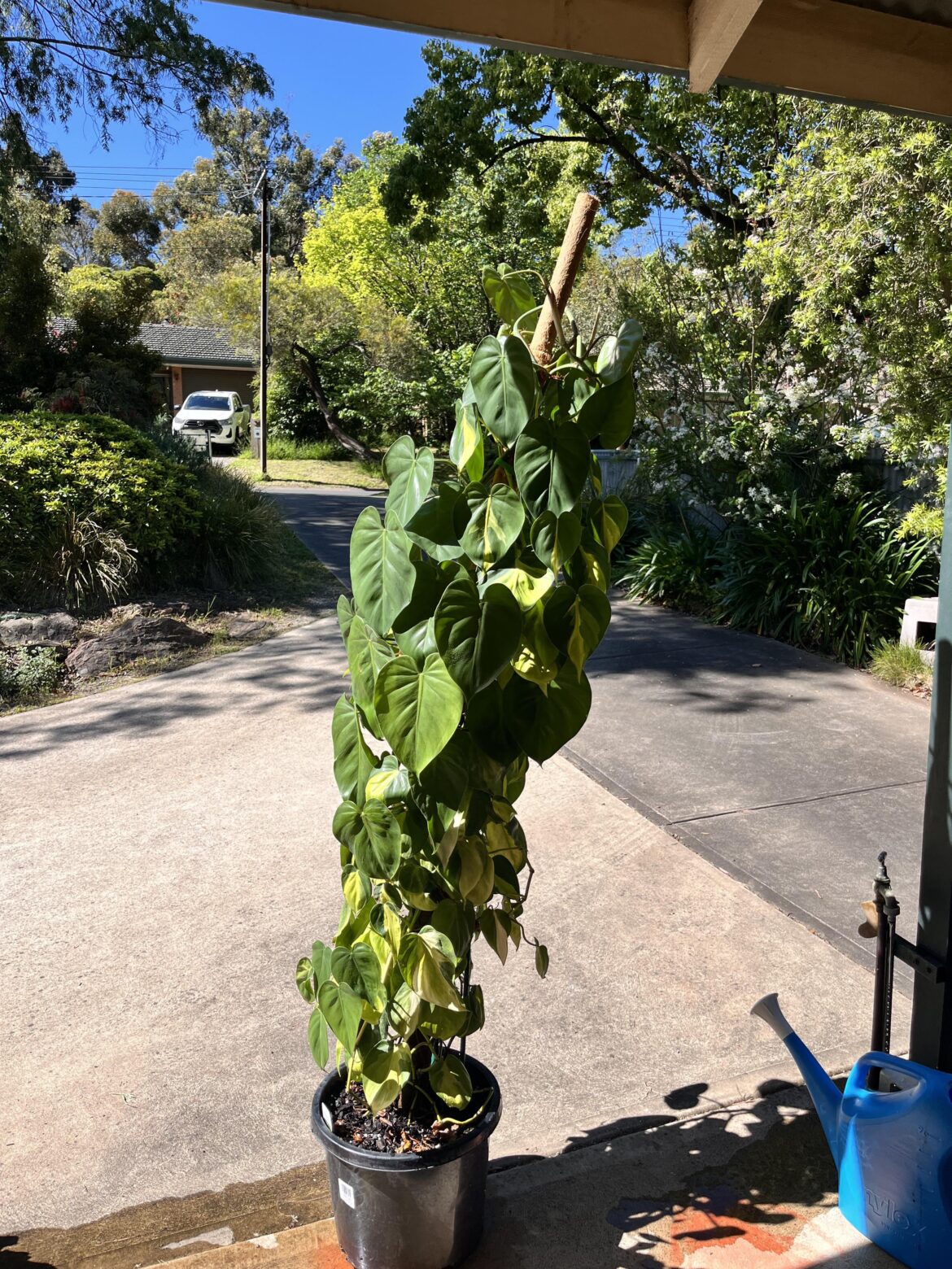 Advice on repotting Brasil