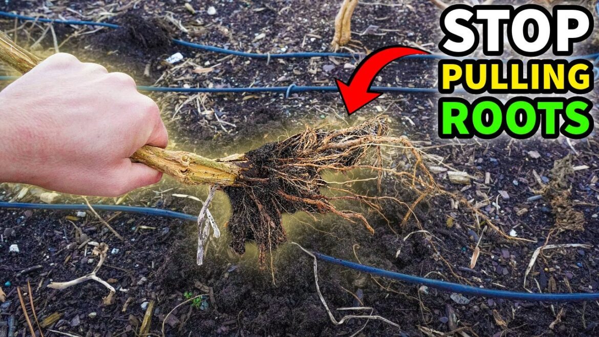 Pulling Plants Is KILLING Your Soil. This Way Is BETTER!