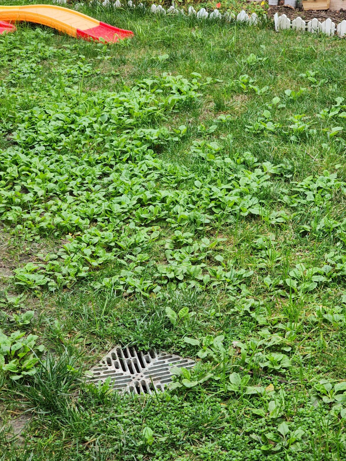 Help restoring this lawn? Identity grass and plant seeds?