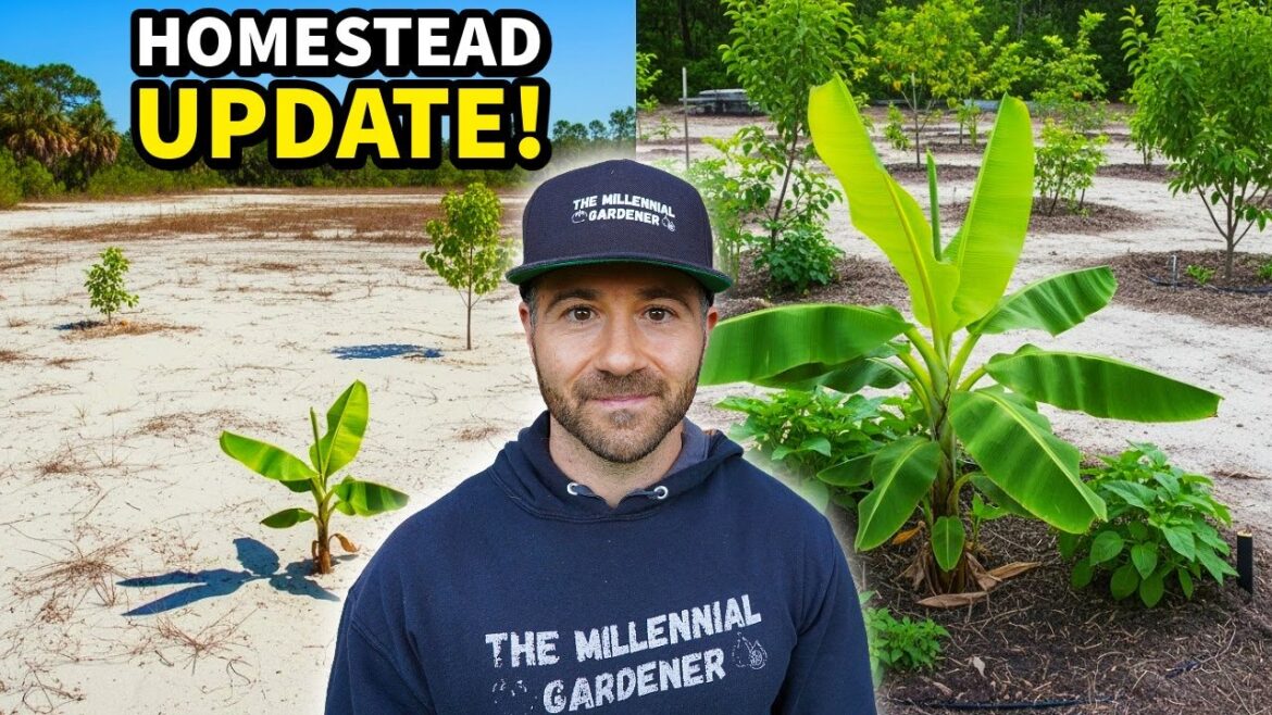 Major Homestead Update: An Exciting New Chapter Begins!