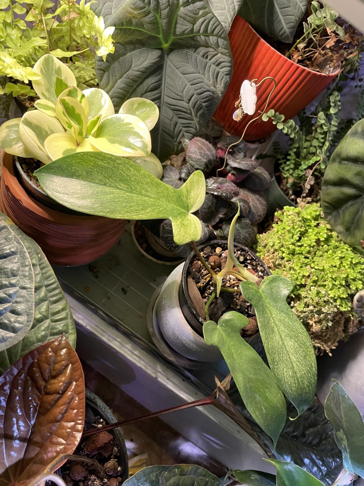 So far so good on this discounted Florida Ghost with new leaf emerging