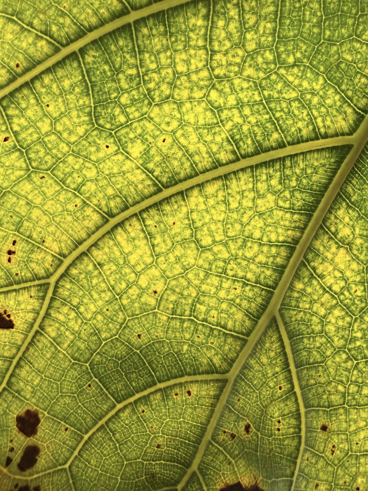 You can see the actual stomatas in this leaf! You can see the actual stomatas in this leaf!