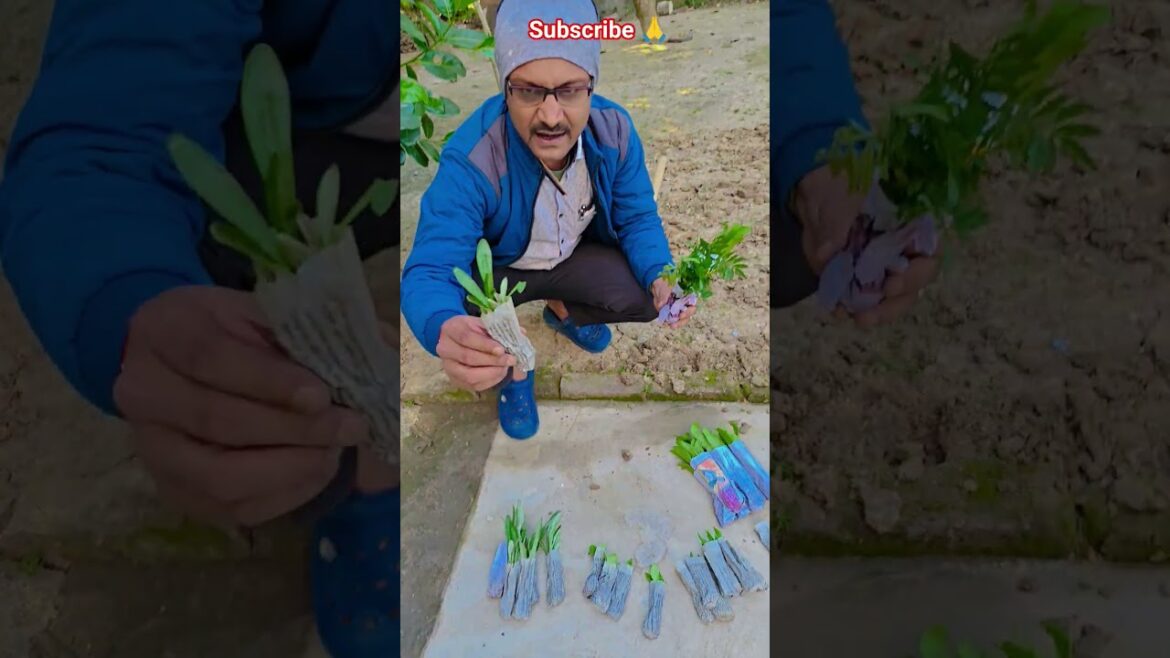 শীতের বাগান তৈরির জন্য অনেক ফুলগাছ নিয়ে এলাম #garden #gardening #flowers #nursery  #UpdateGardening