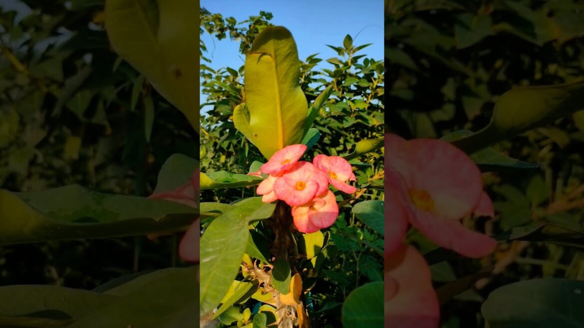 😍😍garden #flowers #shortsviral #gardeningideas #garden