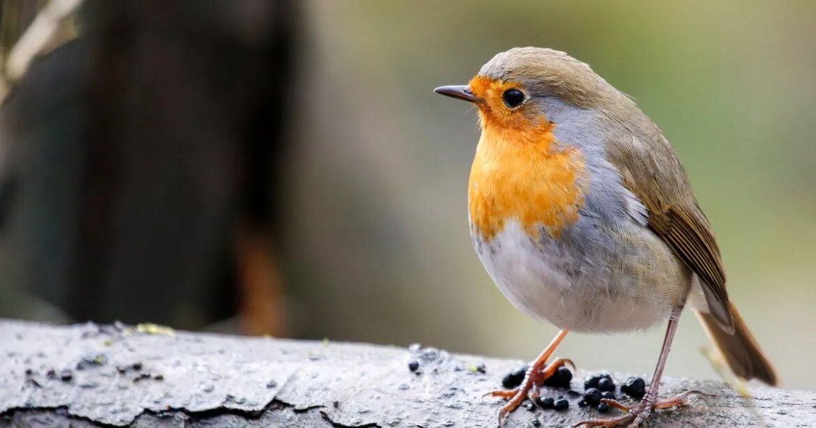 Woman who has robins in her garden every day shares one food they love Manchester Evening News