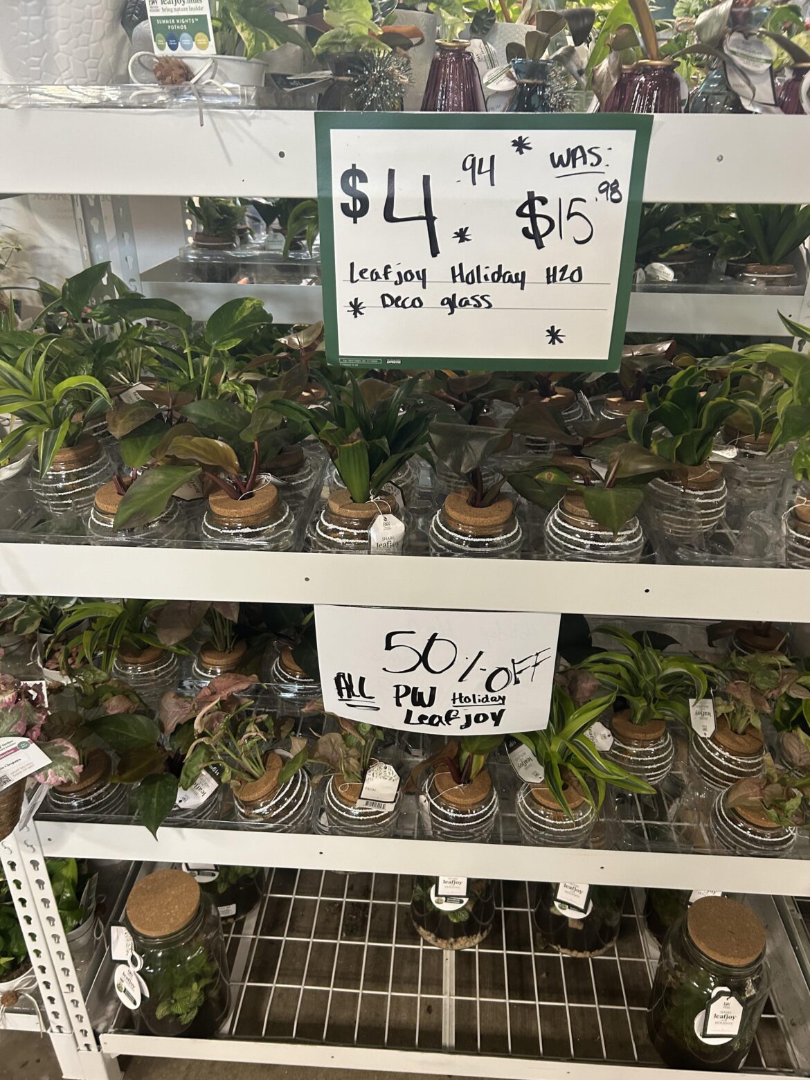 Plant babies at HD