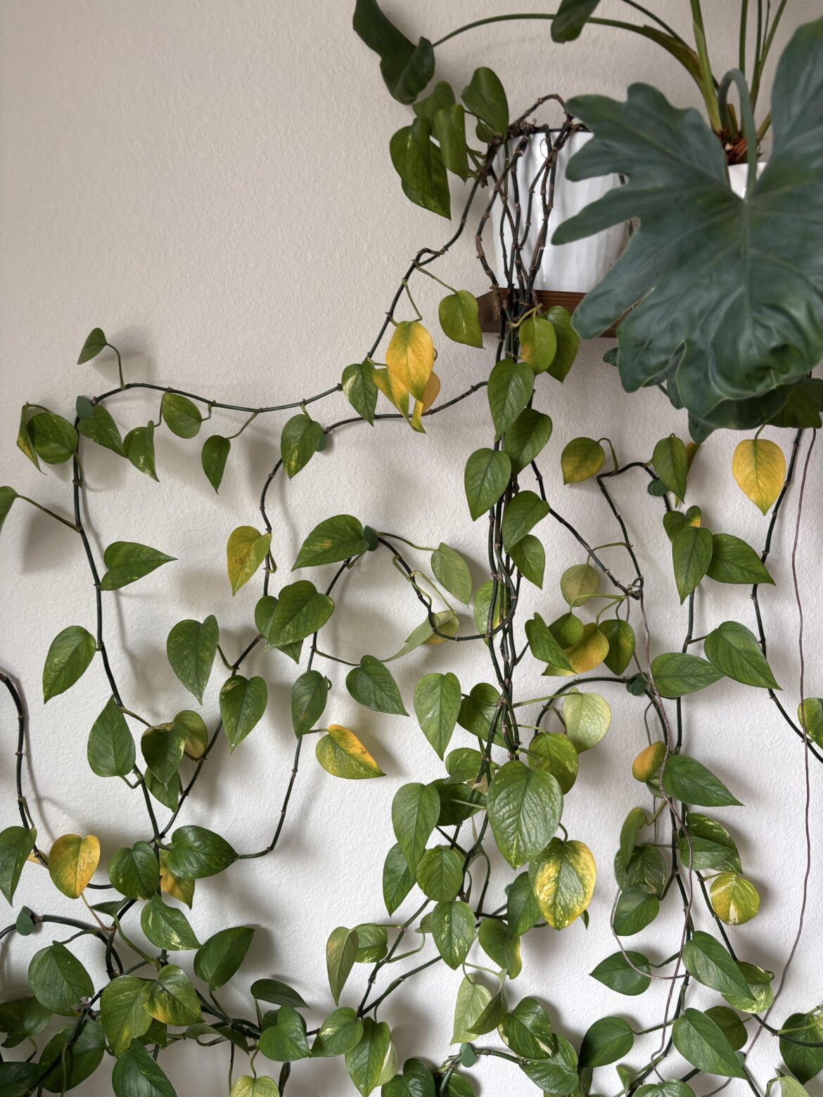 My 10ft Pothos is struggling