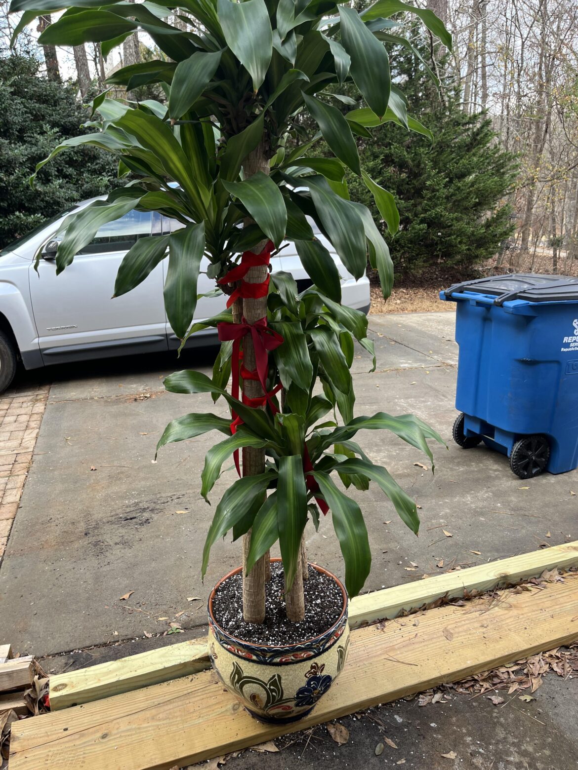 Got this dracaena for my mom! Only water when top inch is bone dry?