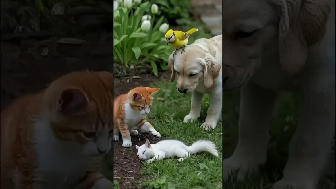 What Happened to the Squirrel? – An Unlikely Team Investigates What Happened to the Squirrel? - An Unlikely Team Investigates