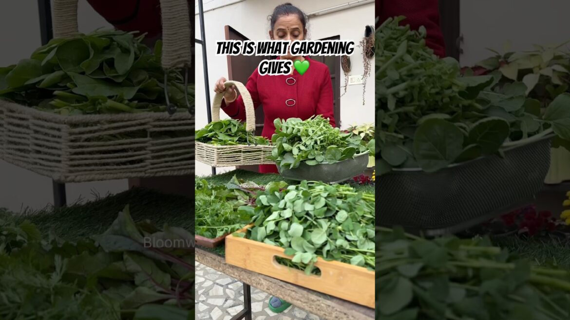 Gardening Se Kya Milta Hai? 🧺 Terrace Garden Bumper Harvest Proof 🌿 #organicgardening #shorts