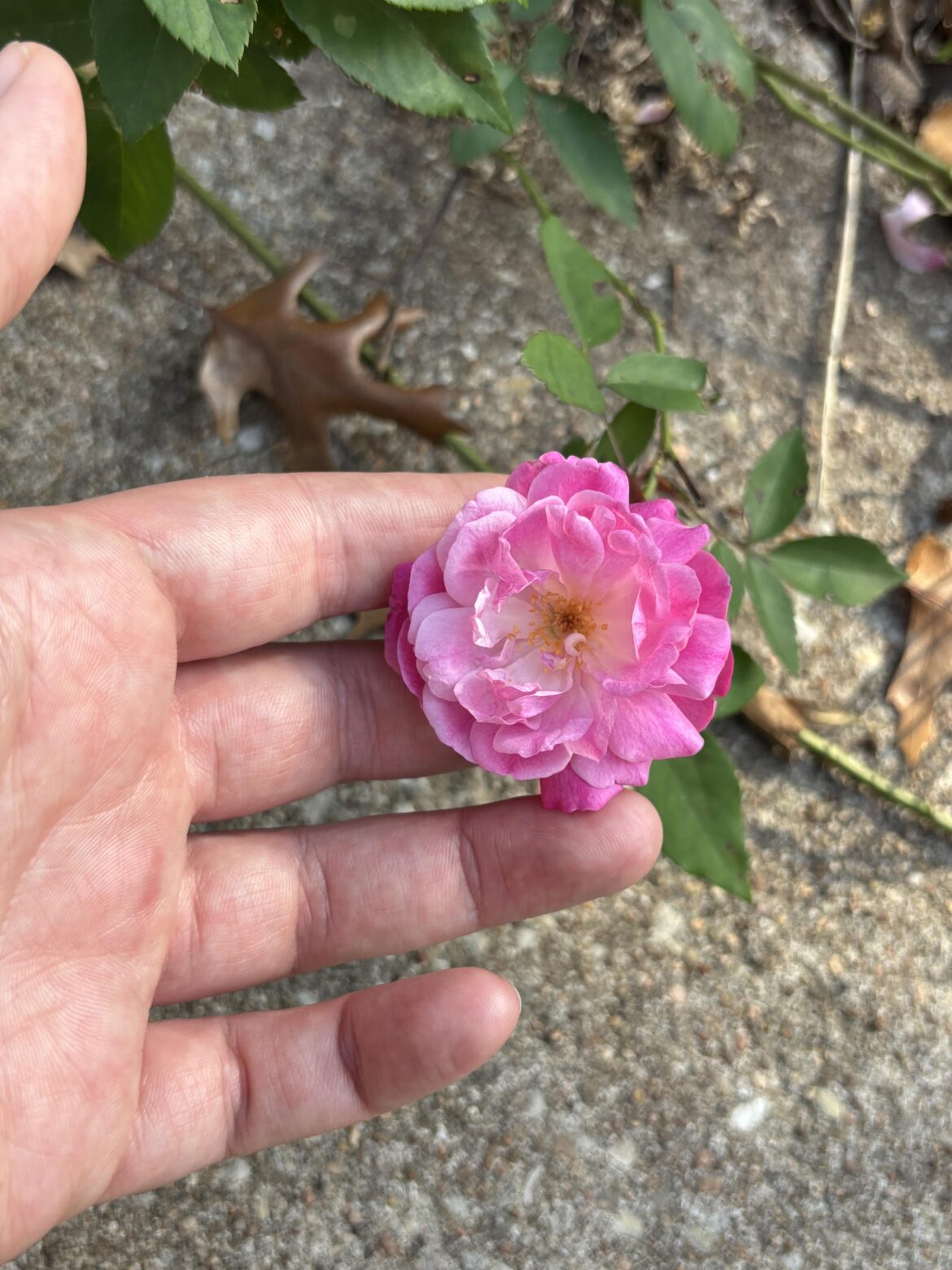 My old blush rose is going nuts right now