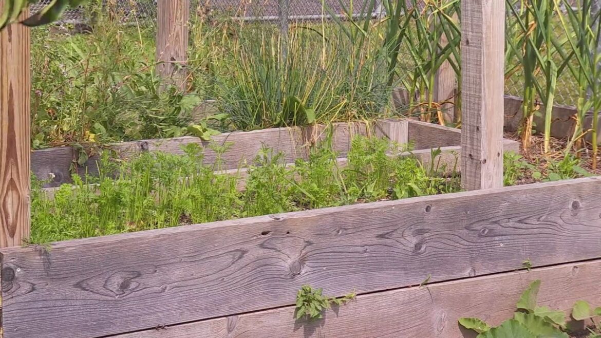 Backyard garden offers inmates a chance to grow at the Tompkins County jail
