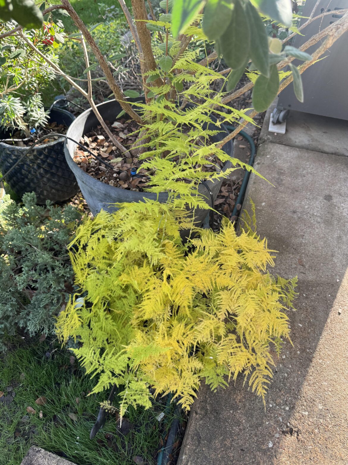 What’s up with my fern?