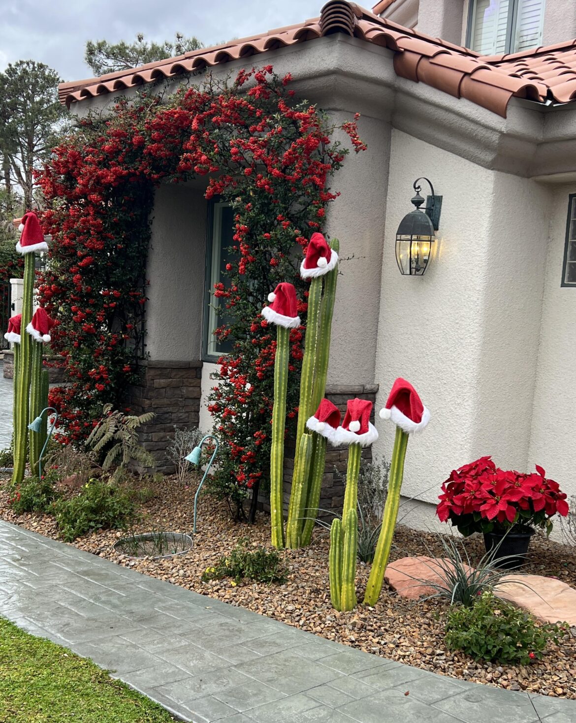 Merry Christmas to all my cactus people ‘round the world. 🙏🎅🎄