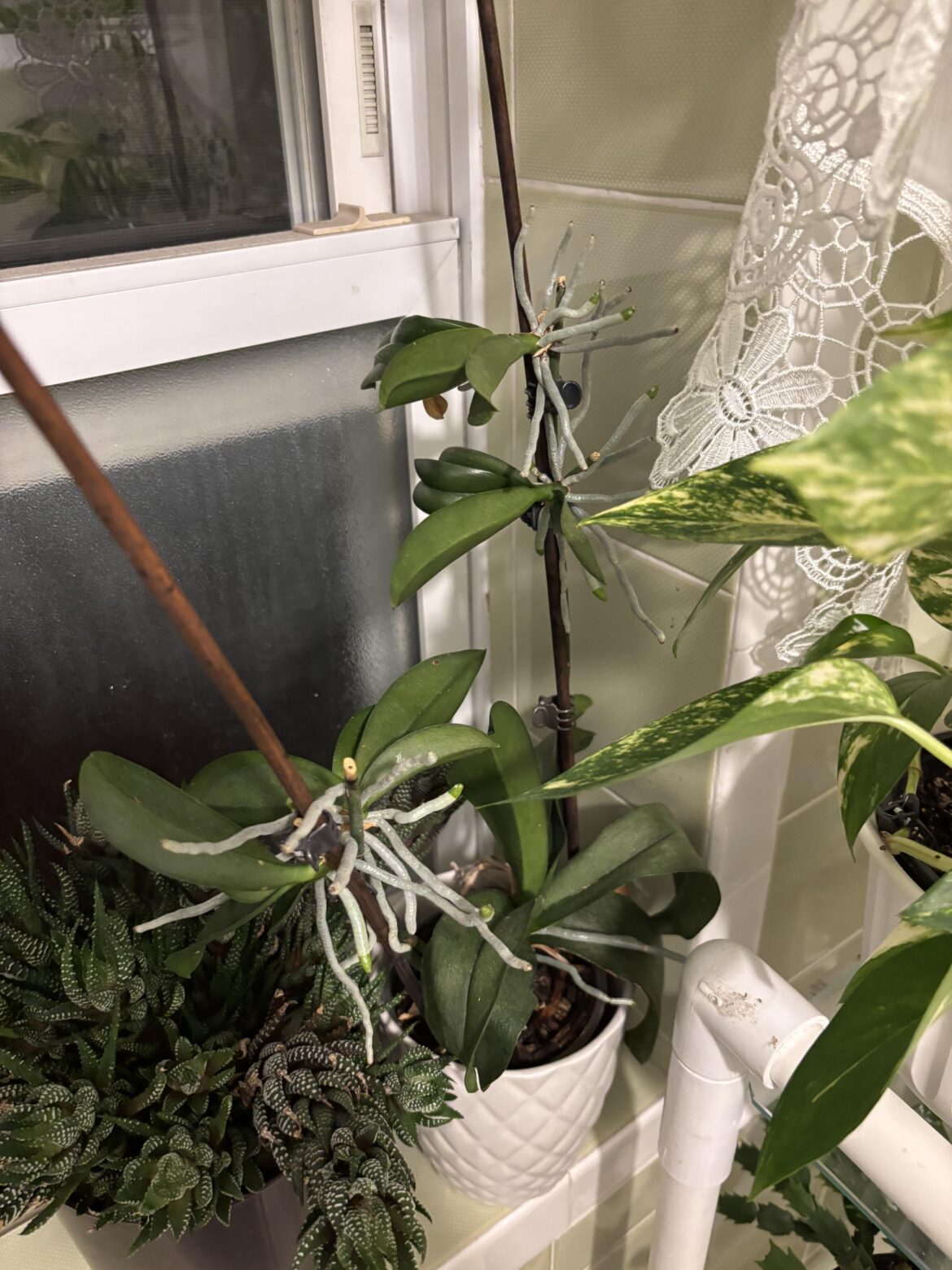 My Babcia’s shower orchid with 4 keikis