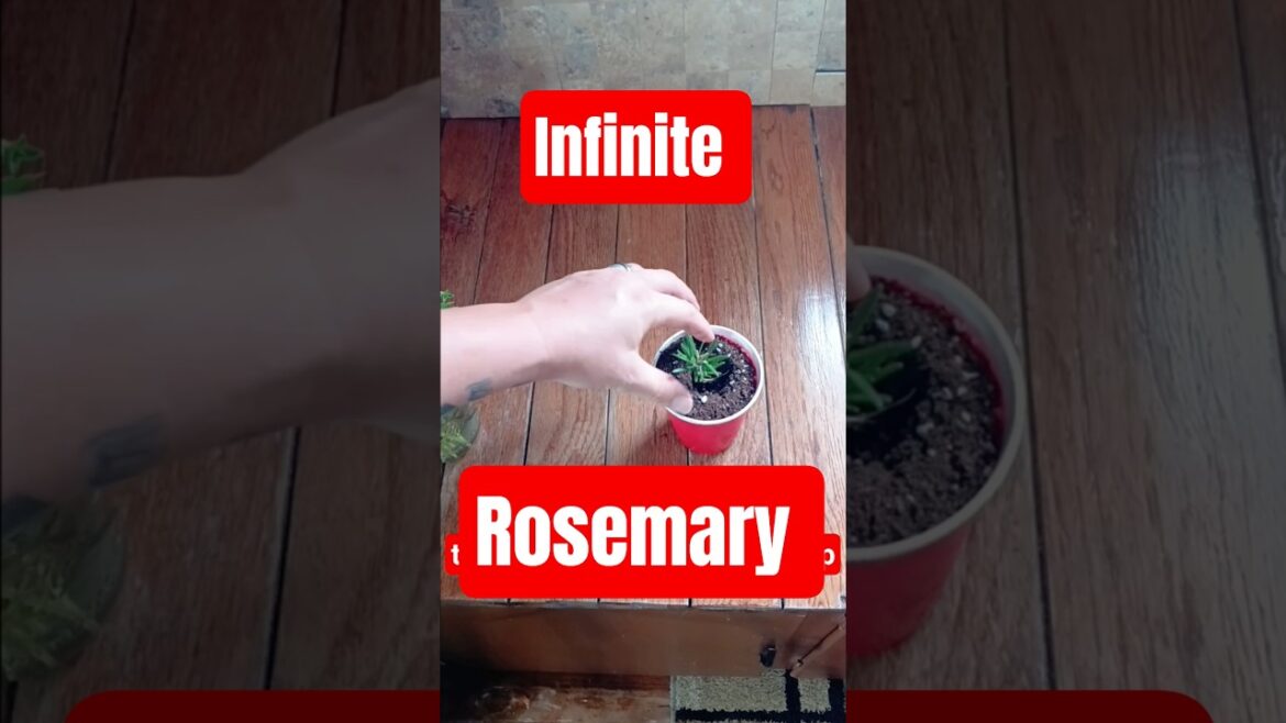 Propagating Rosemary at Home Is Easier Than You Think #gardeningtips #herbsgarden #diy