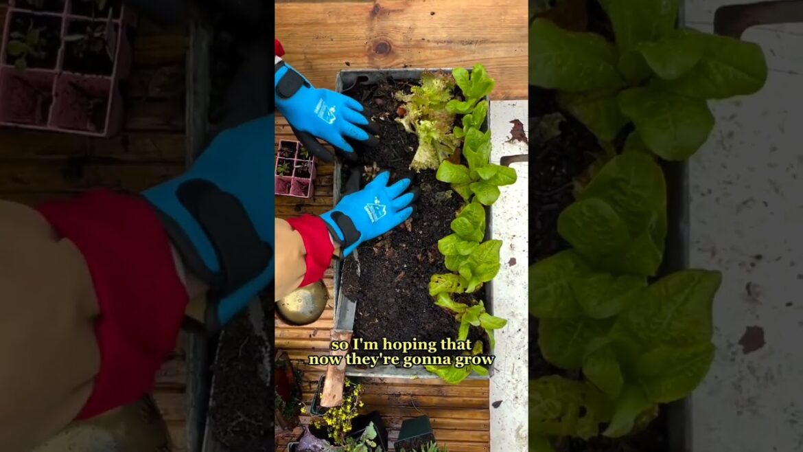 Getting outside to do some winter gardening jobs with the help of Toolant waterproof winter gloves Getting outside to do some winter gardening jobs with the help of Toolant waterproof winter gloves