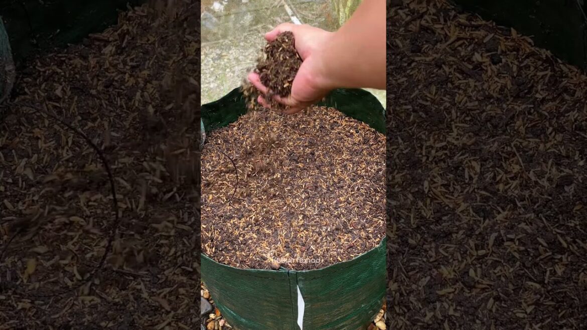 Planting spinach #kebunnanad #planting #gardeningtips #gardeninspiration #tips #spinach