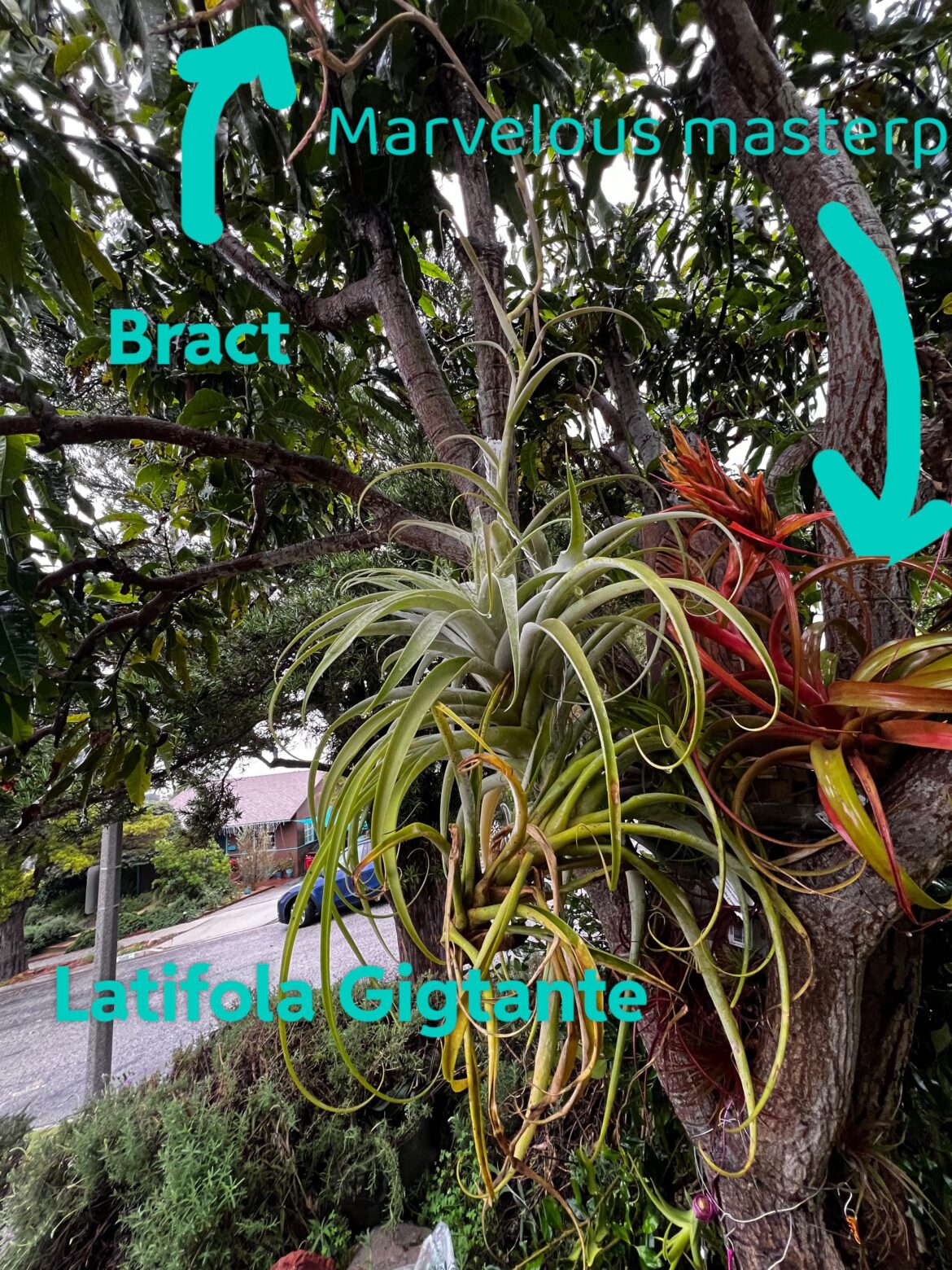 Rainforest Flora holiday gift