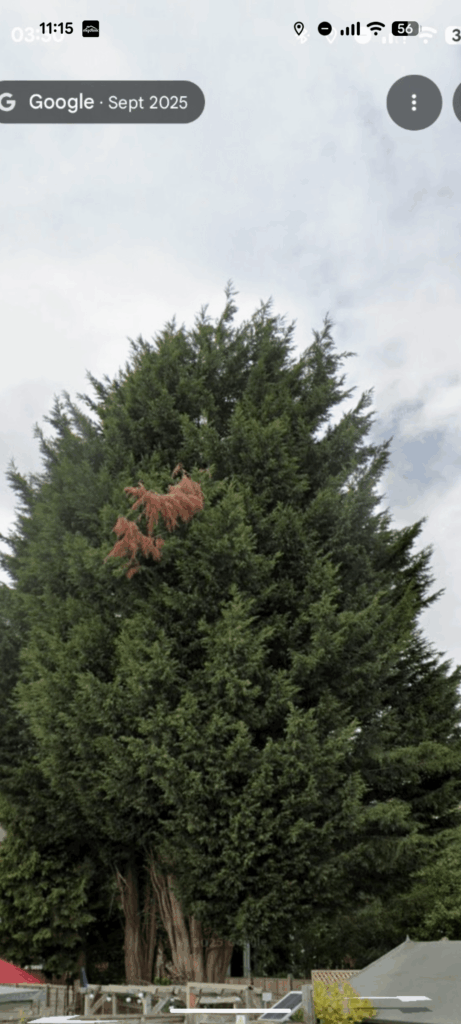 Leylandi - trim or take down?