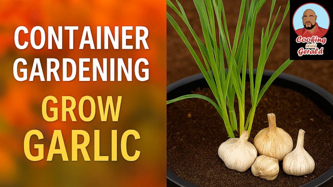 Gardening 115: Grow Garlic Anywhere: Container Gardening Made Easy! Gardening 115: Grow Garlic Anywhere: Container Gardening Made Easy!