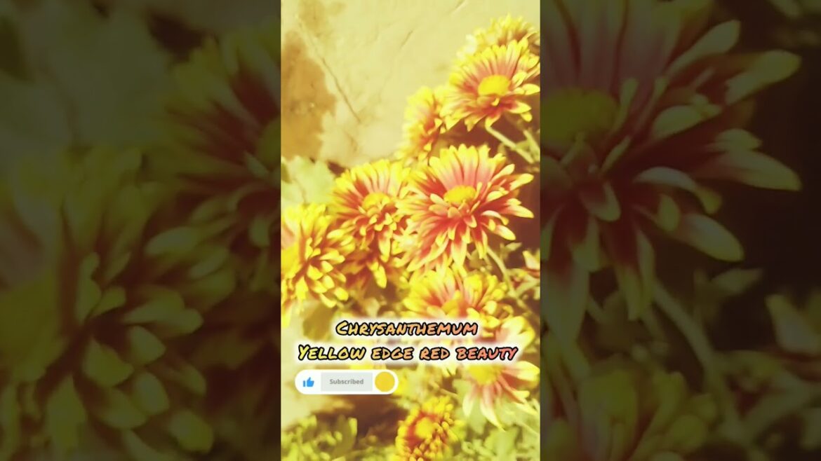 This Gardener’s Got Flower Magic! 🌺🌼✨ And he’s SO Happy! #gardening #flowers #chrysanthemums #music This Gardener's Got Flower Magic! 🌺🌼✨ And he's SO Happy! #gardening #flowers #chrysanthemums #music